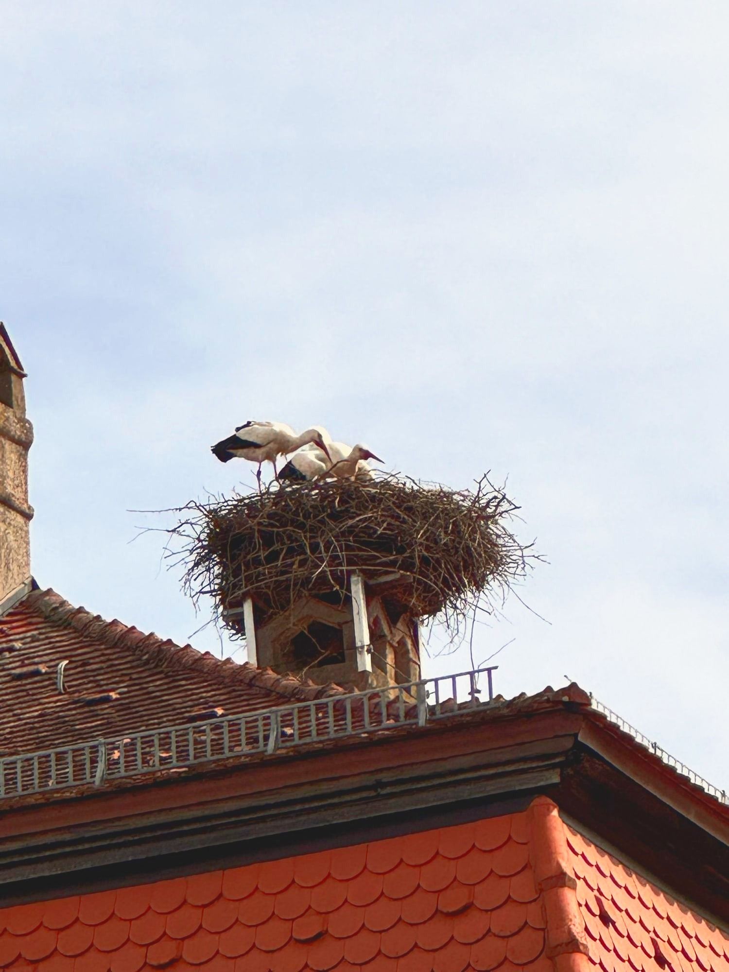 Unsere Nachbarn: Storchennest gegenüber, Blick vom Balkon